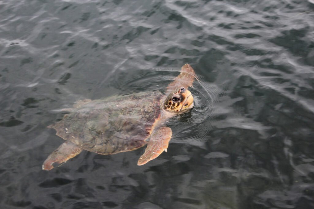 Caretta Caretta schildpad